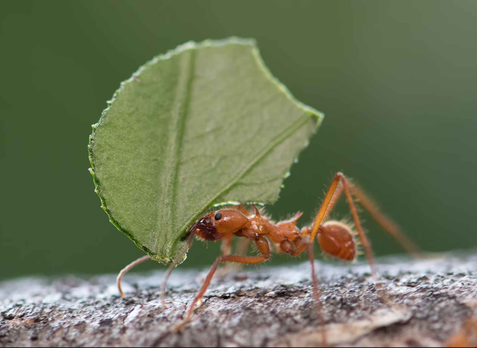 A picture of an impressive-looking ant holding a leaf much bigger than them.